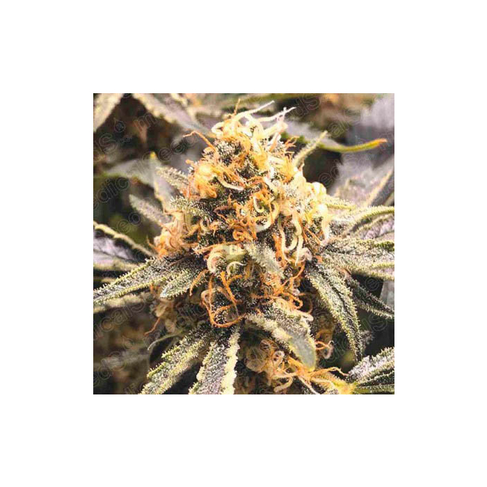 recovery-cbd-medical-seeds.jpg