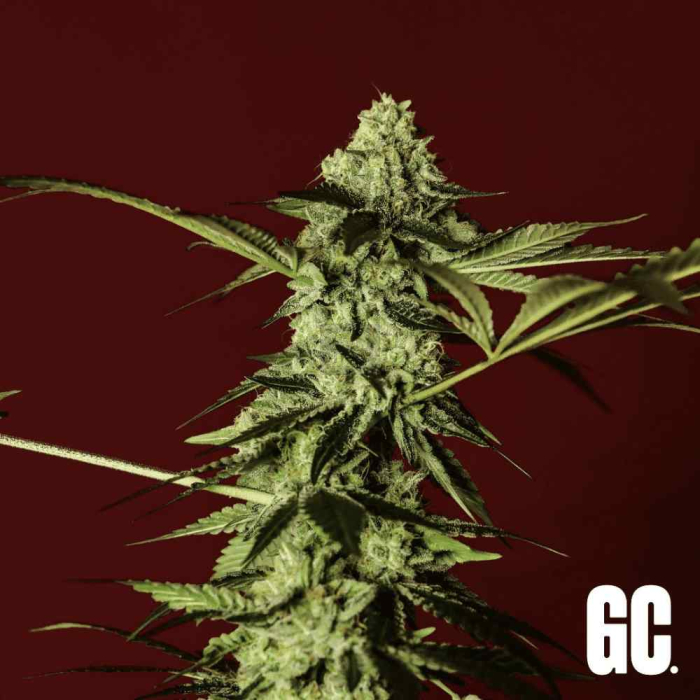 Grand Cru Genetics Red Prince