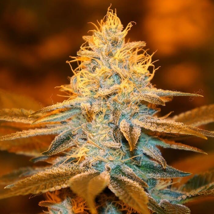 strawberry-glue-feminizada-th-seeds_1.jpg