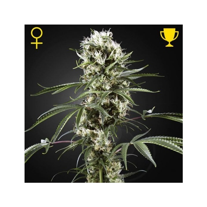 super-lemon-haze-feminizada-gree_1_.jpg