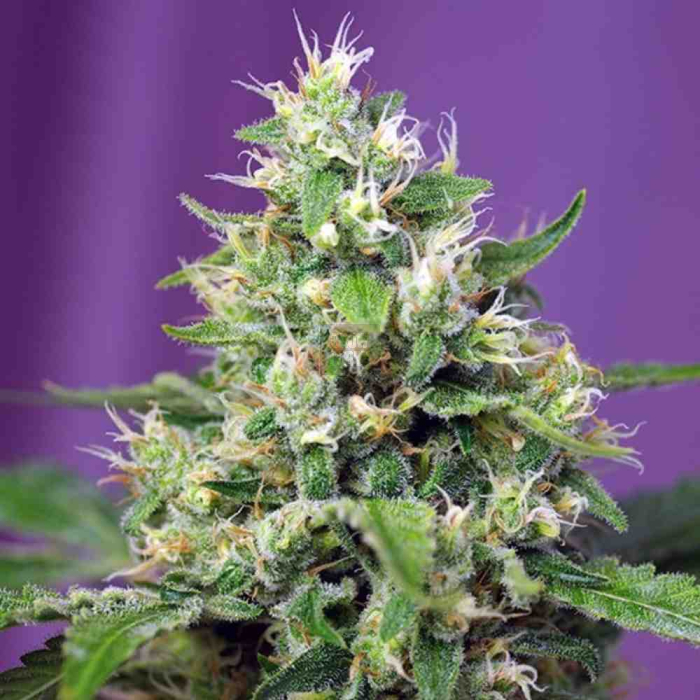 sweet-amnesia-haze-xl-auto-sweet-seeds2.jpg