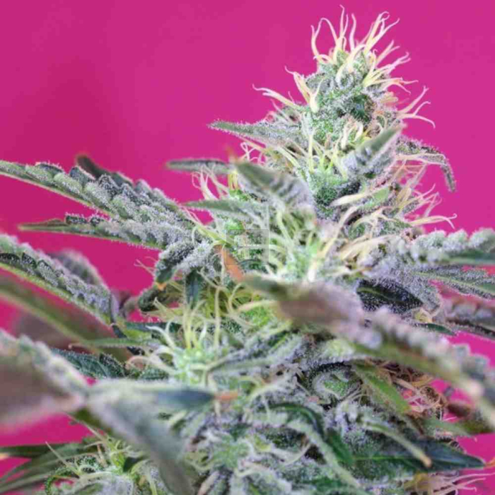 sweet-cheese-auto-sweet-seeds2.jpg