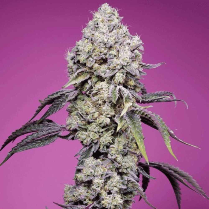 sweet-mandarine-zkittlez-f1-fast-version.jpg