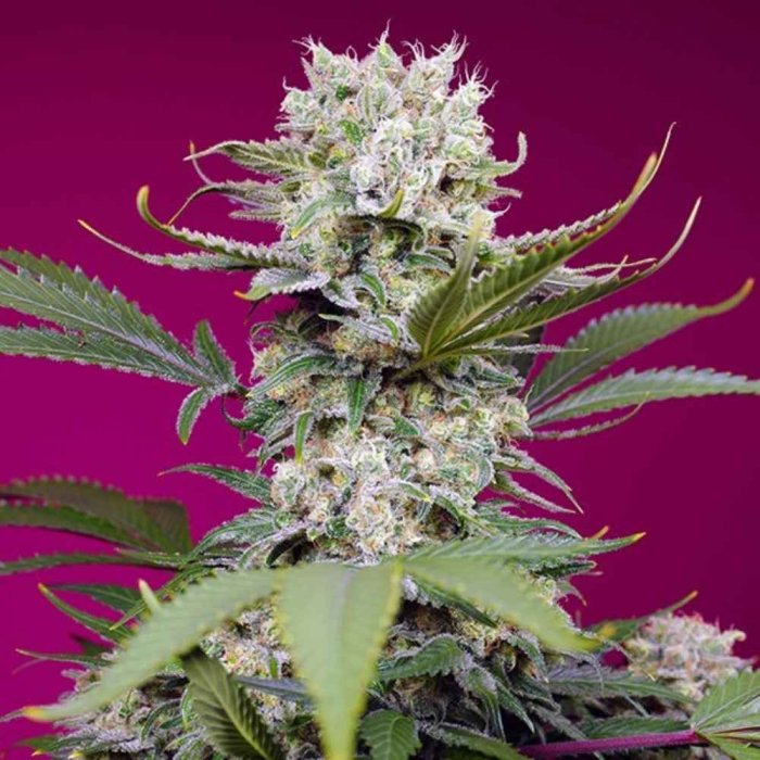 sweet-mandarine-zkittlez-xl-auto-sweet-seeds3.jpg