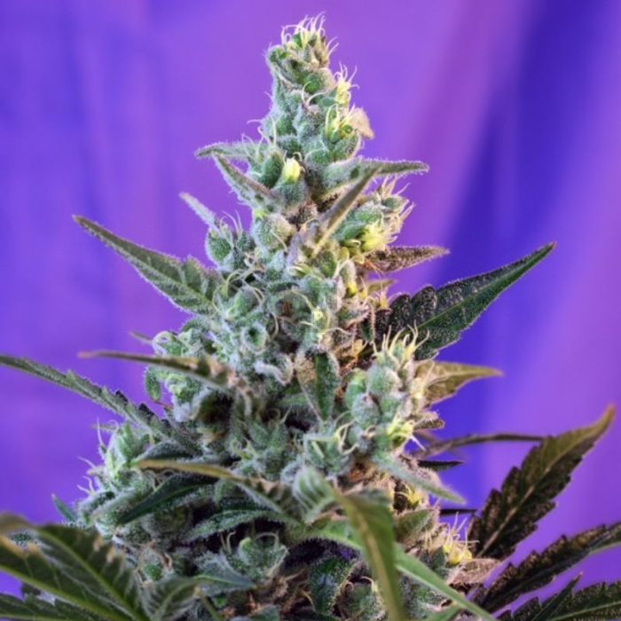 sweet-skunk-auto_1_.jpg