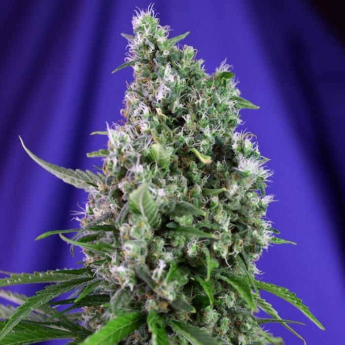 sweet-trainwreck-auto_1_.jpg