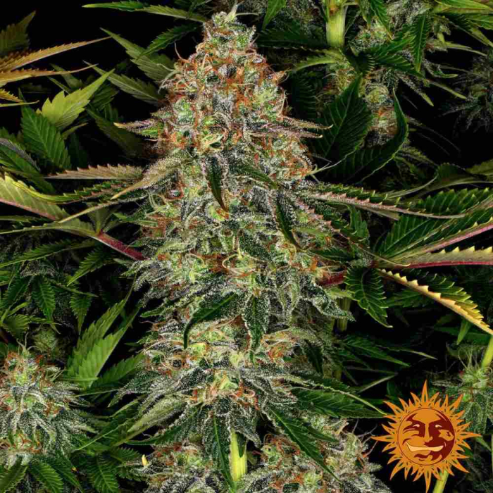 tangerine-dream-auto7.jpg