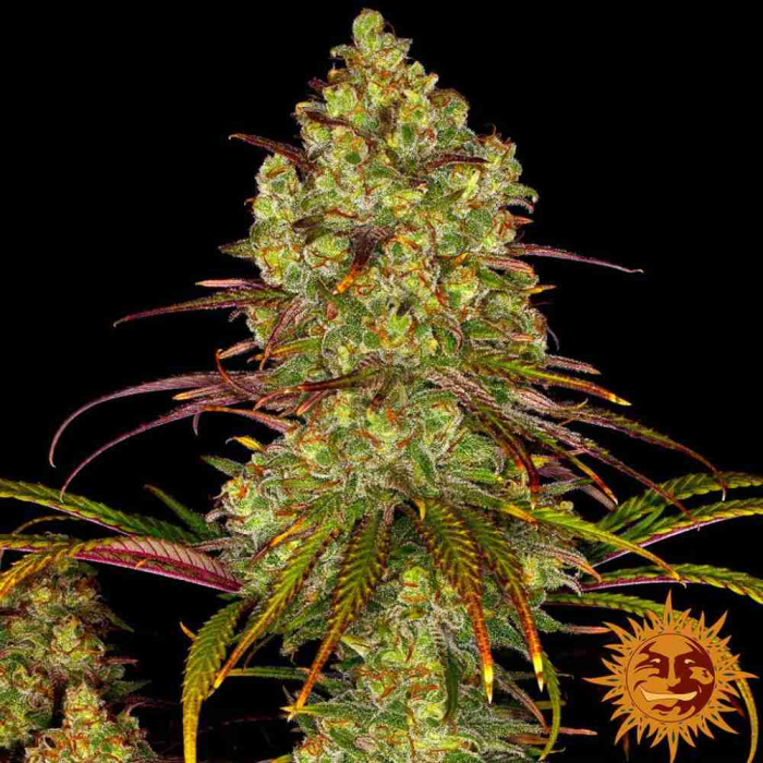 tangerine-dream-barneys-farm1_1.jpg