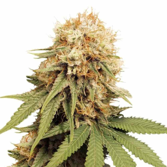 white-widow-dutch-passion7.jpg