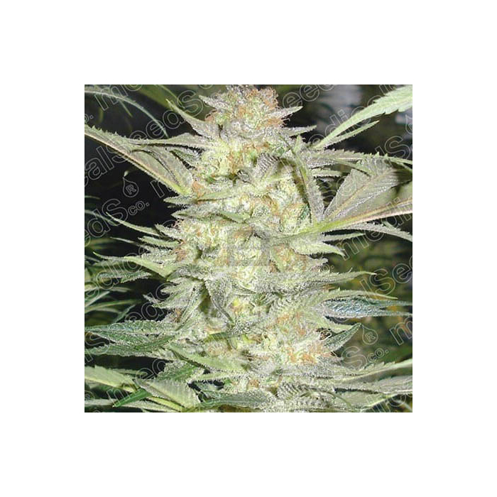 white-widow-medical-seeds.jpg