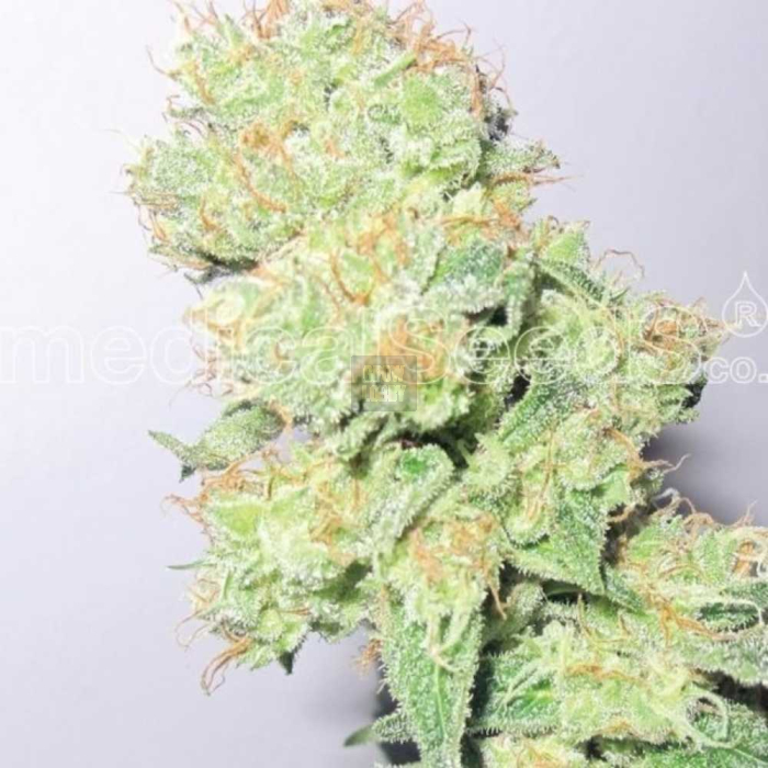 y-griega-cbd-medical-seeds1.jpg