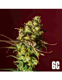 Grand Cru Genetics - Berry Bliss