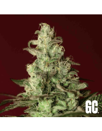 Grand Cru Genetics Iced Apples