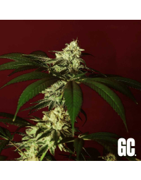 Grand Cru Genetics Kosher Kush