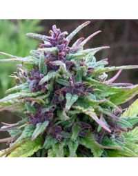 purple-cbd-feminizada1.jpg