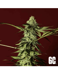 Grand Cru Genetics Red Prince