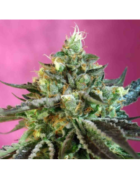 sweet-nurse-auto-cbd-sweet-seeds1.jpg