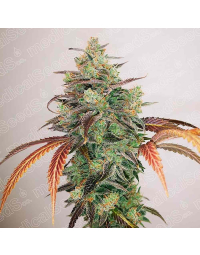 y-griega-cbd-2-0-medical-seeds3.jpg