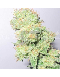 y-griega-cbd-medical-seeds1.jpg