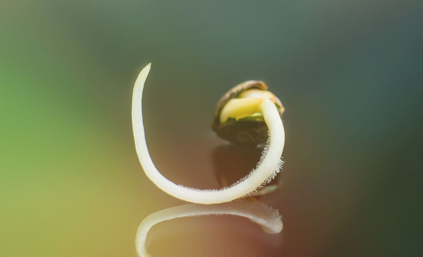 Fase de germinación marihuana